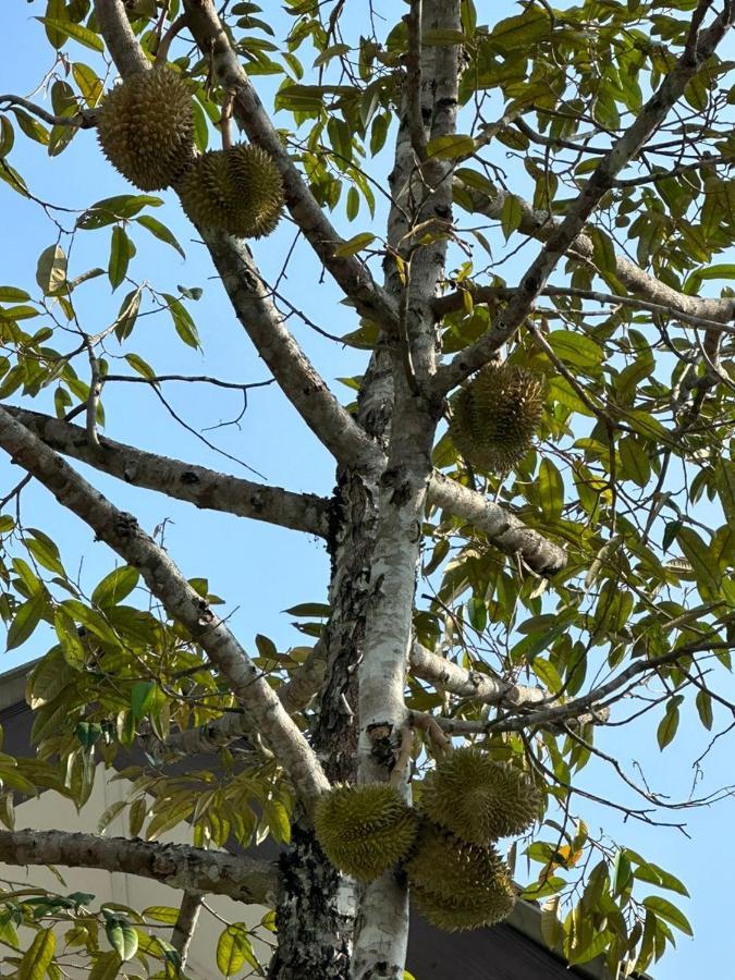 D'Lamar Homestay Pendang Exteriör bild